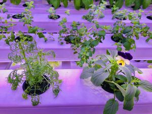 Edible flowers  at Floating Roots in Mumbai