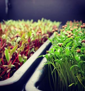 Microgreens   at Floating Roots in Mumbai