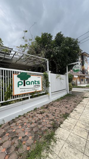   at Plants Corner in Chonburi