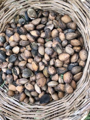 Our almonds for our cheese   at Home Restaurant Ionontimangio in Sassari