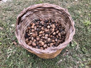 Our Almonds  at Home Restaurant Ionontimangio in Sassari