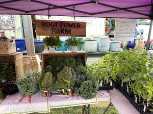   at MDI Community Market in Bar Harbor