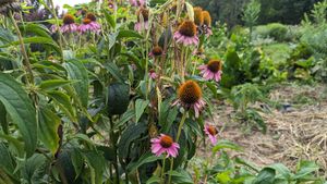  at La Colina Linda B and B Farm in Cobden