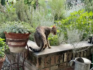 Pablo the cat  at La Cena di Pitagora in Ponte Nizza