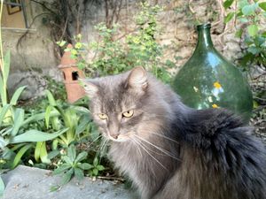 Yoko - one of the stars here  at La Cena di Pitagora in Ponte Nizza