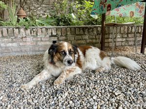 Beautiful soul Boris  at La Cena di Pitagora in Ponte Nizza