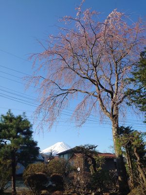 In the Japanese garden of Traditional Japanese House NAKAMURA, the pride of the house, the weeping cherry blossoms, make their presence known at this time of year. at Traditional Japanese House NAKAMURA - 古民家なかむら  in Fujikawaguchiko