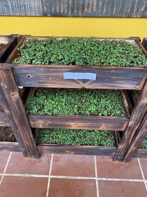 Sprouting from our organic garden   at SU - Sapa Vegetarian Restaurant in Sapa