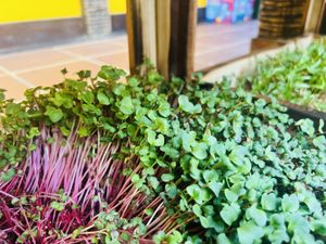   at SU - Sapa Vegetarian Restaurant in Sapa