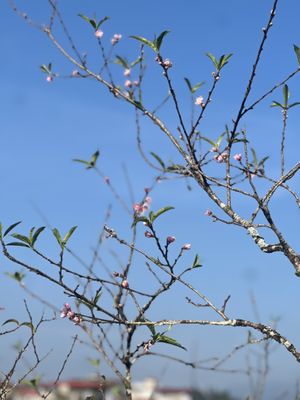   at SU - Sapa Vegetarian Restaurant in Sapa