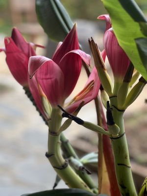   at SU - Sapa Vegetarian Restaurant in Sapa