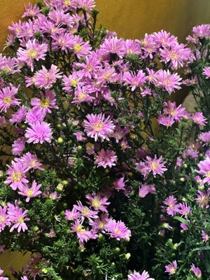   at SU - Sapa Vegetarian Restaurant in Sapa