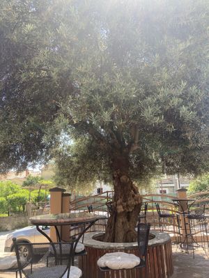 Beautiful old tree in the outdoor seating area.  at Seo Jeo in Budva