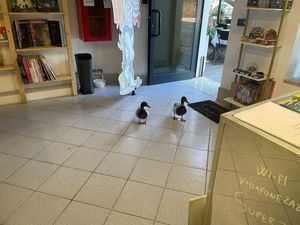  at Super ZaZa in Venice