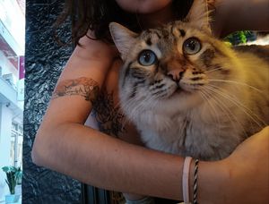 Cats are allowed inside and taken care of at Ma Poulette Liya in Rhodes