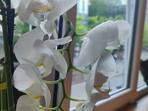  at Liners Food in Hannover