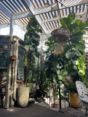   at Gallon in Pyrmont