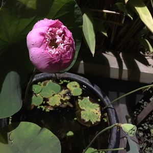   at Vitking House II in Phnom Penh