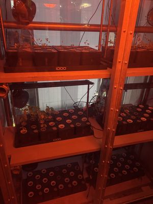 herbs being grown   at NEOShinjuku Atsushi in Tokyo