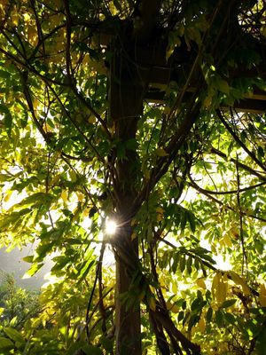 The entangled beauty. at The Stanford Inn by the Sea in Mendocino