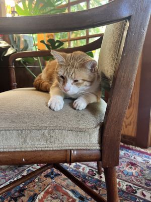 Morris!   at The Stanford Inn by the Sea in Mendocino