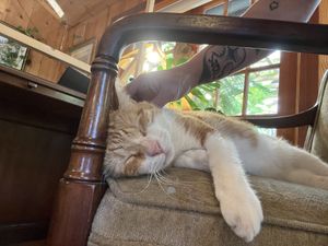 Morris   at The Stanford Inn by the Sea in Mendocino