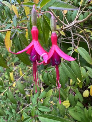Flowers   at The Stanford Inn by the Sea in Mendocino