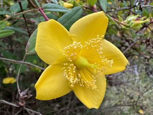 Flower  at The Stanford Inn by the Sea in Mendocino