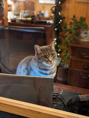 Kitties to greet you at The Stanford Inn by the Sea in Mendocino