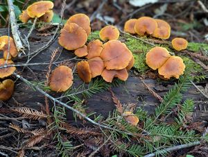 Take time to explore at The Stanford Inn by the Sea in Mendocino