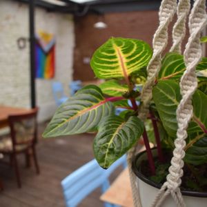 Terras achteraan at Geheel de Uwe in Ghent