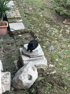   at Feral Feline Colonies Torre Argentina in Rome