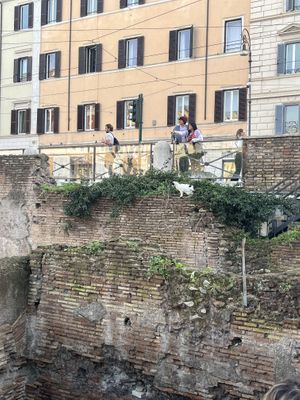   at Feral Feline Colonies Torre Argentina in Rome