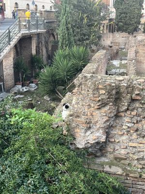   at Feral Feline Colonies Torre Argentina in Rome