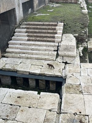   at Feral Feline Colonies Torre Argentina in Rome