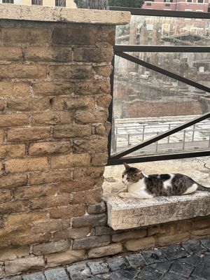   at Feral Feline Colonies Torre Argentina in Rome