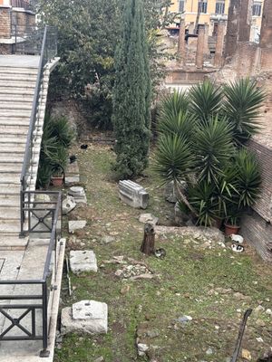   at Feral Feline Colonies Torre Argentina in Rome