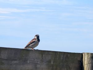 Bird! at Runwayskiln in Haverfordwest