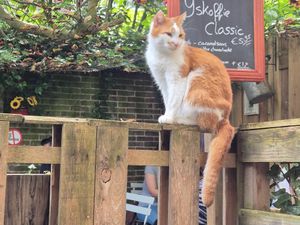 Heel mooi en lief at Kattencafe de Muis  in Arnhem