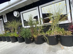   at Falafelove in Eureka