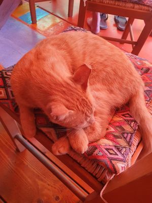 Cuddly kitty kept us company 😍 at Tranquilo in Santorini