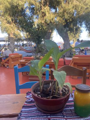   at Tranquilo in Santorini