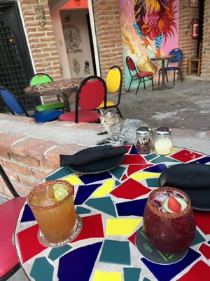 Restaurant cat!   at La Zurda Beer Co in San Carlos