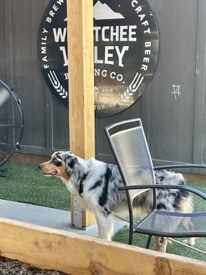 Sweet puppy getting some water   at Wenatchee Valley Brewing Company in Wenatchee