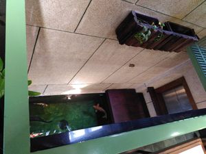 There are fishes ;-( at iVegan Supershop Nha Trang - Healthy Plant Based Cafe in Nha Trang