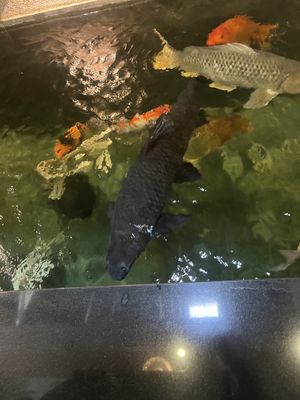 koi pond!  at iVegan Supershop Nha Trang - Healthy Plant Based Cafe in Nha Trang