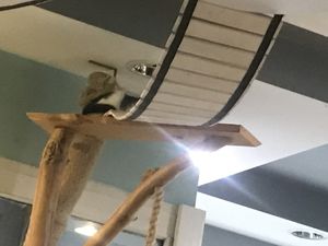 Interior is definitely for cats  at Mrau Cafe in Lublin