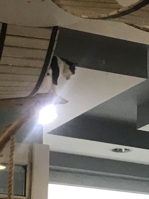 🐱  at Mrau Cafe in Lublin