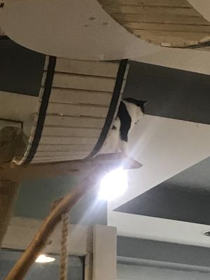 🐱  at Mrau Cafe in Lublin