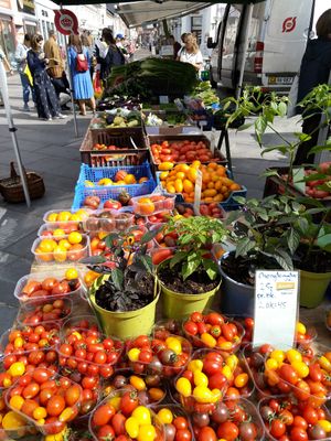 They also have plants for growing in the garden, here are some chili. at Gartneriet Rødmose in Vejle